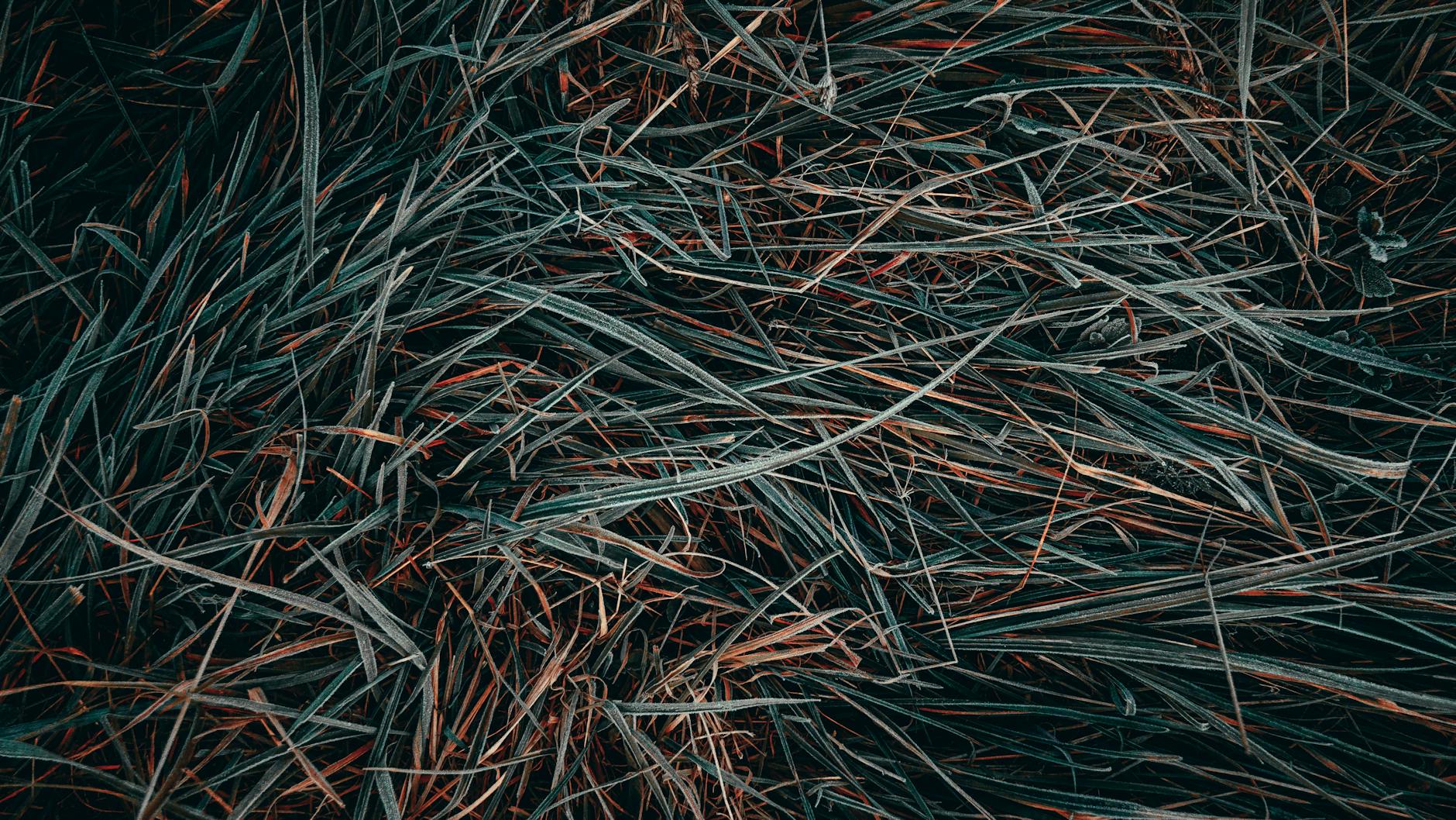 Zbliżenie oszronionej trawy z widocznymi detalami źdźbeł